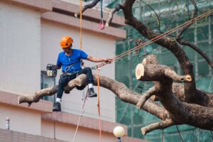 Arborist puud langetamas